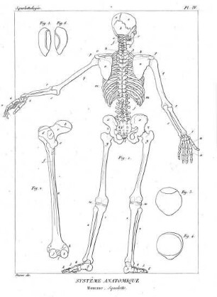 Pl. IV. Systême Anatomique Homme. Squelette.