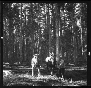Traditionelle Waldwirtschaft - Holzrücken