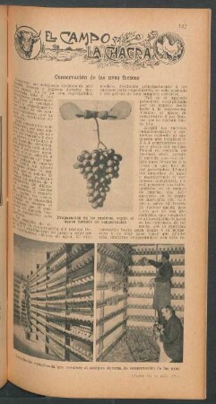Conservación de las uvas fescas : El campo y la chacra