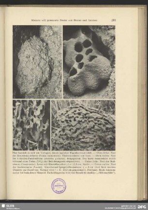 Nest der Gartenameise (Lasius)