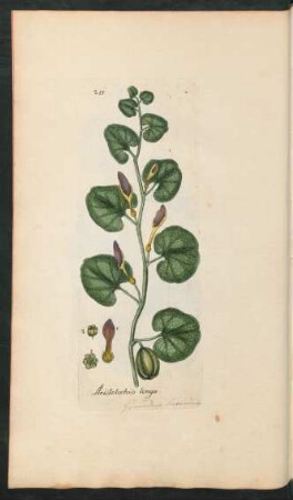 255. Aristolochia longa