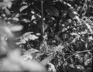 Gartengrasmücke : Gartengrasmücke (Sylvia borin Boddaert)