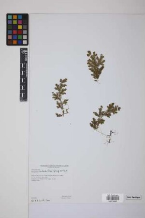 Selaginella sulcata (Desv.) Spring ex Mart.