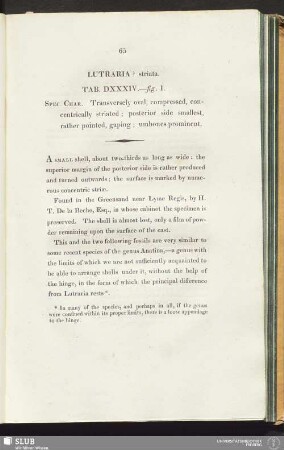 Lutraria ? striata. Tab. DXXXIV.—fig. 1