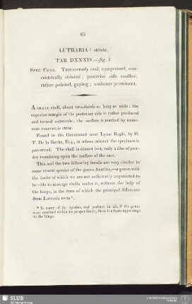 Lutraria ? striata. Tab. DXXXIV.—fig. 1