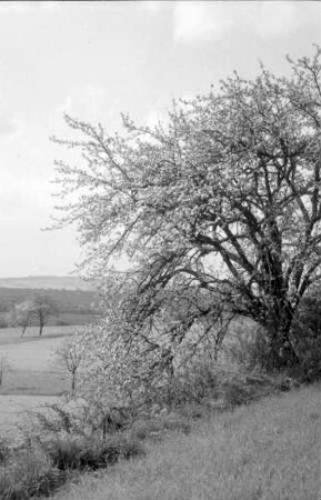 Walsdorf: Blütenbaum