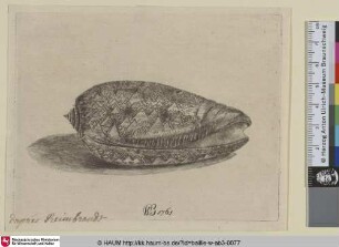[Die Muschel einer Olivenschnecke; An olive snail]
