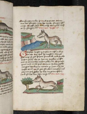 Tier "Rossel"; Tier "Ilex"; (Teil III A: Von den Tieren, die auf der Erde gehen)
