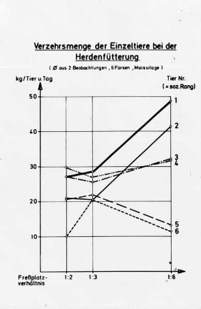 Verzehrsmenge der Einzeltiere bei der Herdenfütterung (Ø aus 2 Beobachtungen, 6 Färsen, Maissilage)