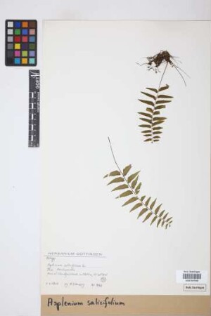 Asplenium salicifolium L.