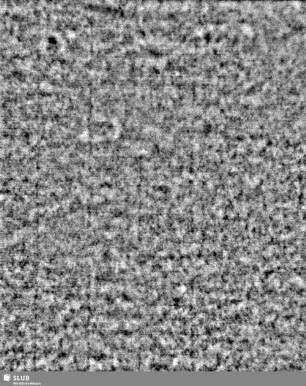 Lilienschild + IESV / LW = S.19/20