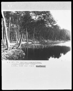 Grunewaldsee mit Erlen in Berlin-Grunewald