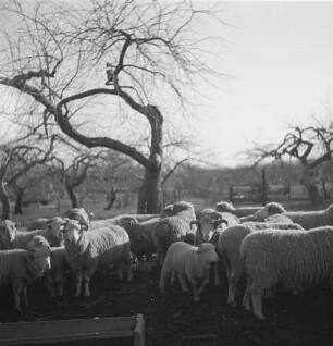 State New York, Schafzuchtfarm