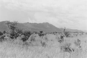 Savanne : Blick über die Savanne des Sudan-Tieflandes.