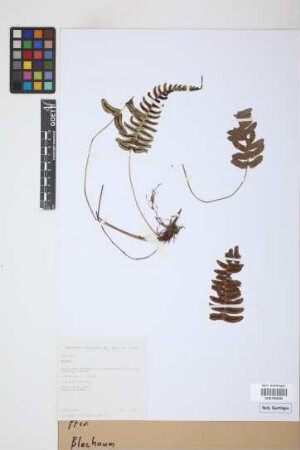 Blechnum