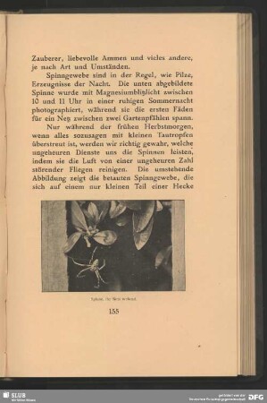 Spinne, ihr Netz webend