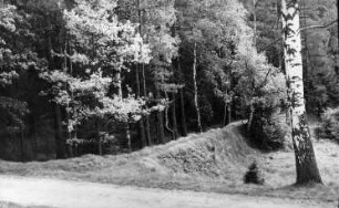 Tharandt-Triebisch, Tharandter Wald. Triebischwiesen, Damm der ehem. Linkeschen Fischteiche