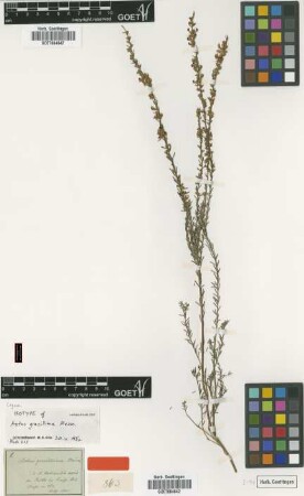 Aotus gracillima Meisn. [isotype]