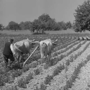 Pfefferminzfelder in Karlowo im Rosental. Feldarbeit mit Ochsengespann
