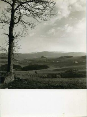 Fahrenhalde / Weißtannenhöhe (bei Breitnau)