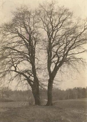 Skassa bei Großenhain. Doppeleiche