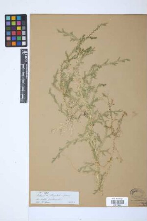 Selaginella lingulata Spring