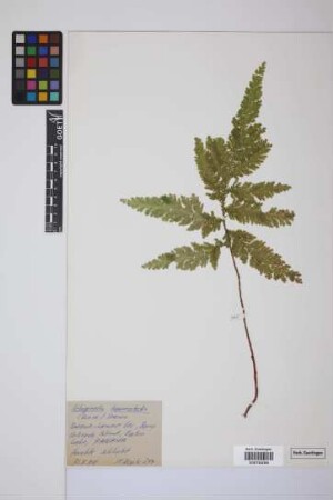 Selaginella haematodes (Kunze) Spring