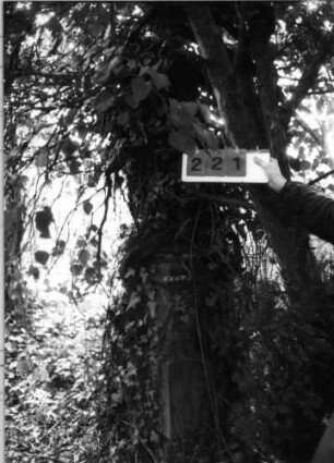 Grabstein 221 (Index: 100093621) Zustand: fast komplette von Efeu bewachsen Maße HxBxT: 242x61x58 cm: Grabstein 221