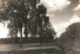 Moritzburger Teichgebiet. Landschaft mit Birken