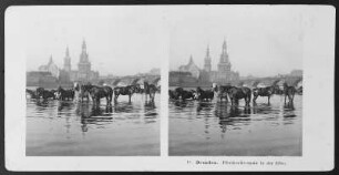 Dresden. Pferdeschwemme in der Elbe : Dresden. Pferdeschwemme in der Elbe. Fotografie (vor 1910; A. Kotzsch)