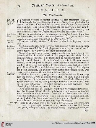 Caput X: De Ventriculo