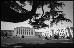 Genf: Haus der UNO, Vordergrund Zeder