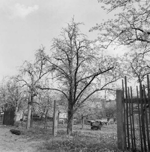 Blick über eine Obstplantage