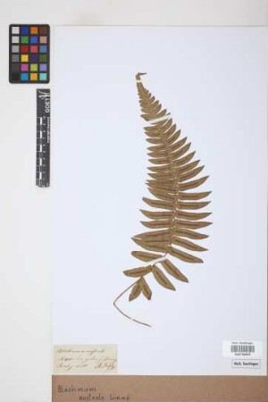 Blechnum australe L.
