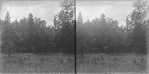 Wald : Blick über eine Wiese auf einen Wald.