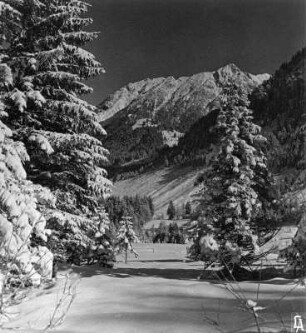 Winter Tannen : Winterbilder. Schneebedeckte Nadelbäume im Gebirge (vielleicht in den Allgäuer Alpen)