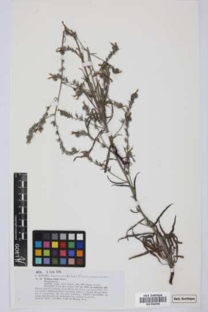 Echium triste Svent.