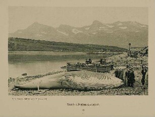 Nordlandreise 1899 - Skorö, Walfangstation