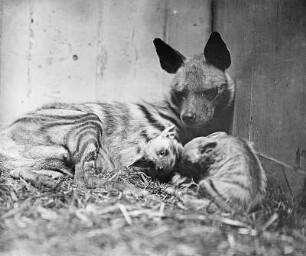 Gestreifte Hyäne mit Jungen (Hyaena hyaena L.) : Breslau (Wroclaw/Polen). Zoologischer Garten. Gestreifte Hyäne mit Jungen (Hyaena hyaena L.)