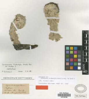 Saussurea tridactyla Sch.Bip. ex Hook.f. [isotype]