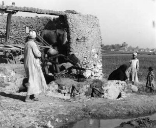 Reisefotos Ägypten. Sohag. Wasserhebewerk (Sakija)