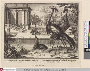 3. West-Indise Vogels, door de Hollanders Iuffertjes genaamt