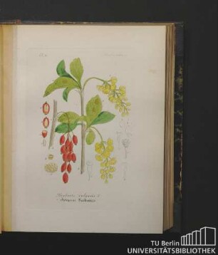 Pserberideae. Berberis vulgaris L. Gemeine Berberitze.