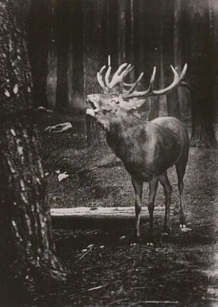 Moritzburg. Wildgehege. Röhrender Rot- oder Edelhirsch (Cervus elaphus))