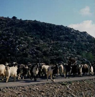 Kreta, Omalós. Ziegenherde auf dem Omalós-Plateau, 1064m, unterwegs zur Tränkzisterne