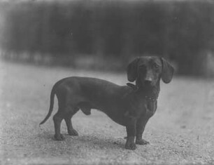Dachshund : Ein Kurzhaar-Dackel mit dem Namen Puck.