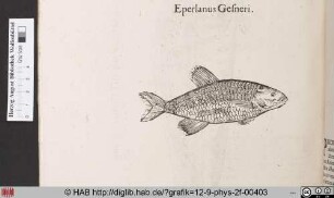 Eperlanus Gesneri.
