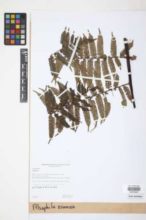 Alsophila erinacea (H.Karst.) D.S.Conant