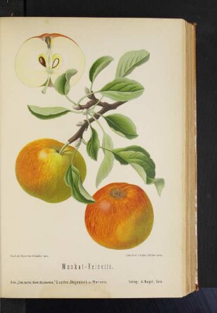 Muskat-Reinette.