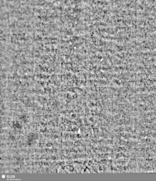 Lilie / CVC = S.7/8